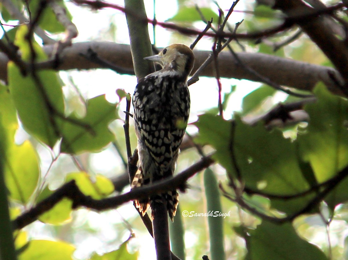 Yellow-crowned Woodpecker - SAURABH KUMAR SINGH