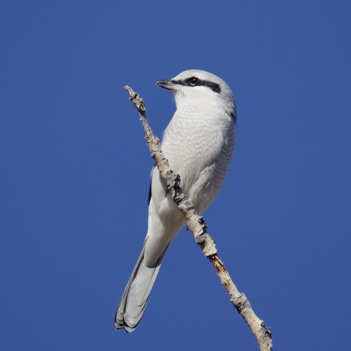 Northern Shrike - ML286543451