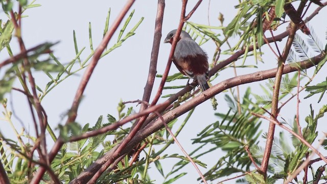 Rufous-rumped Seedeater - ML286543521