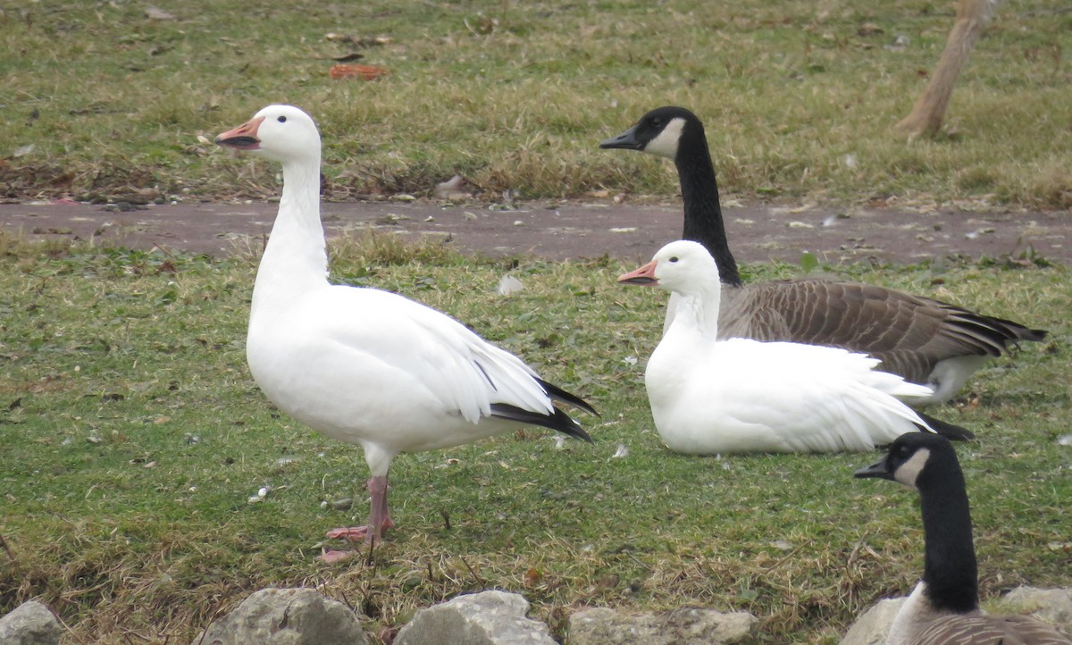 Snow Goose - ML286543651