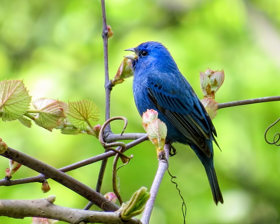 Indigo Bunting - John Good