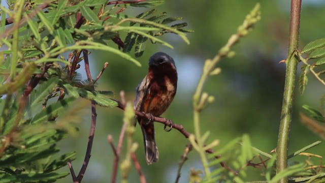 Rufous-rumped Seedeater - ML286543841