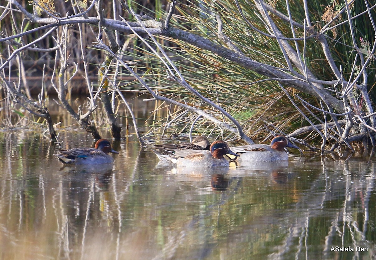 Green-winged Teal (Eurasian) - ML286543931