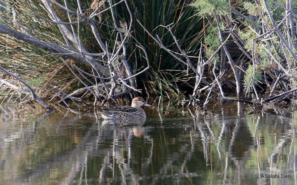 Green-winged Teal (Eurasian) - ML286543941