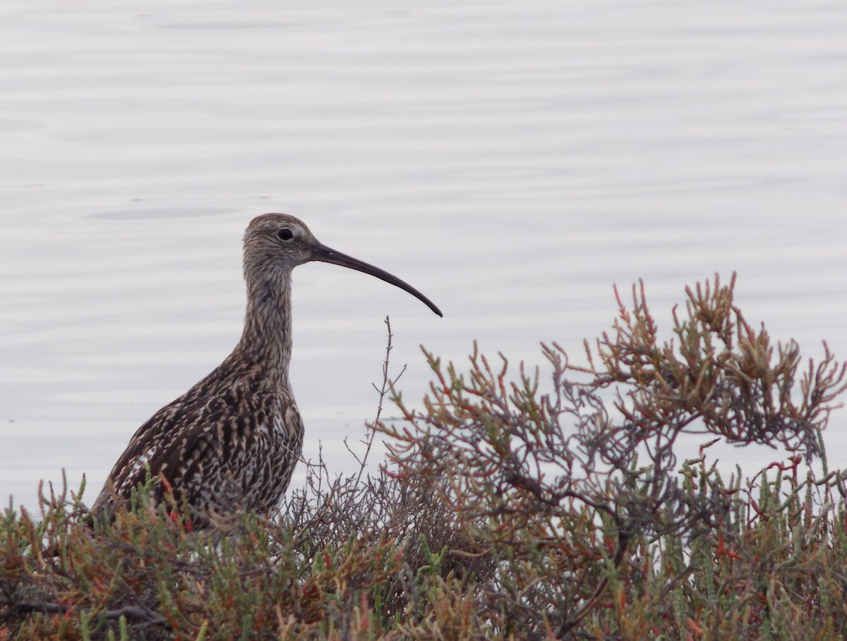 Eurasian Curlew - ML286544141