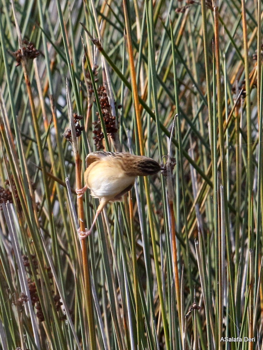 Zitting Cisticola - ML286544161