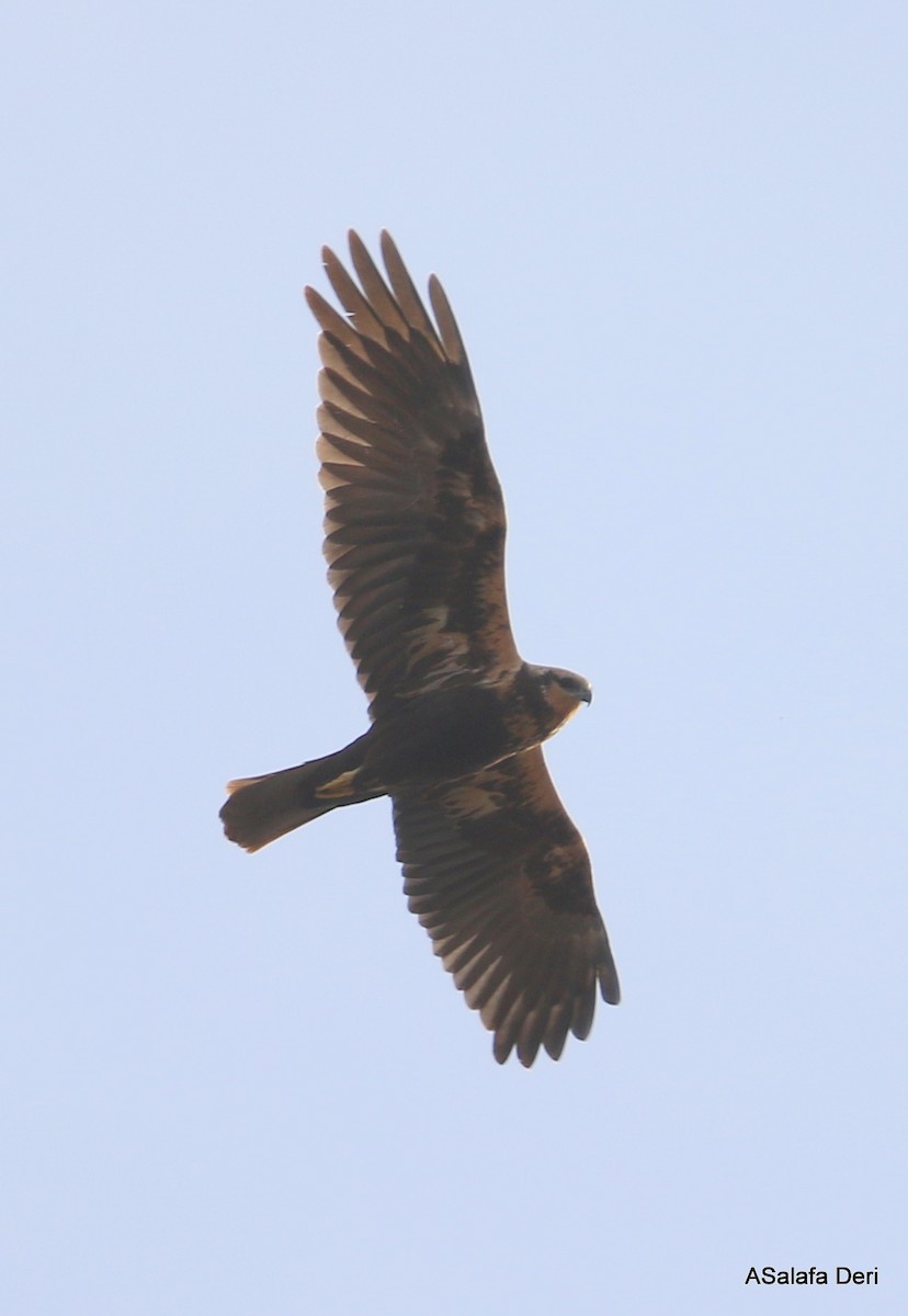 Western Marsh Harrier - ML286544351