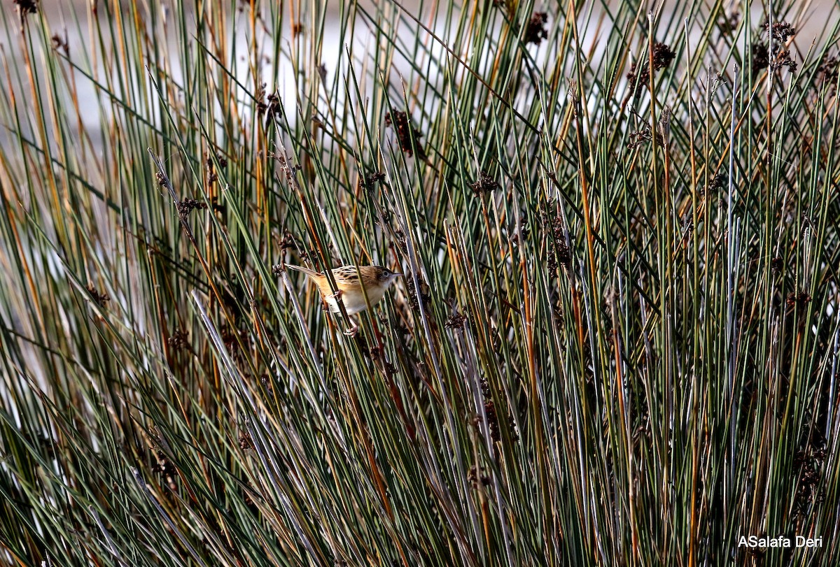 Zitting Cisticola - ML286544711