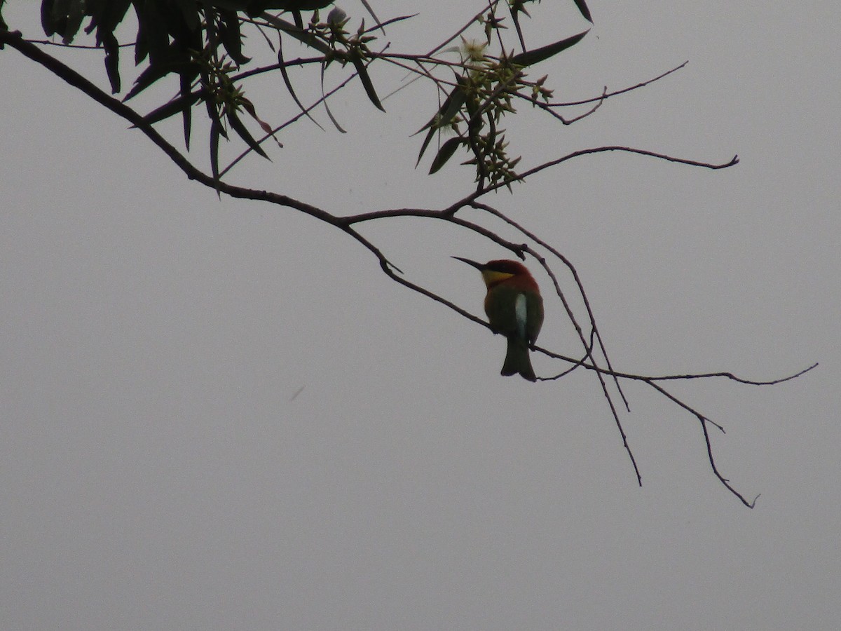 Chestnut-headed Bee-eater - Annapoorani E