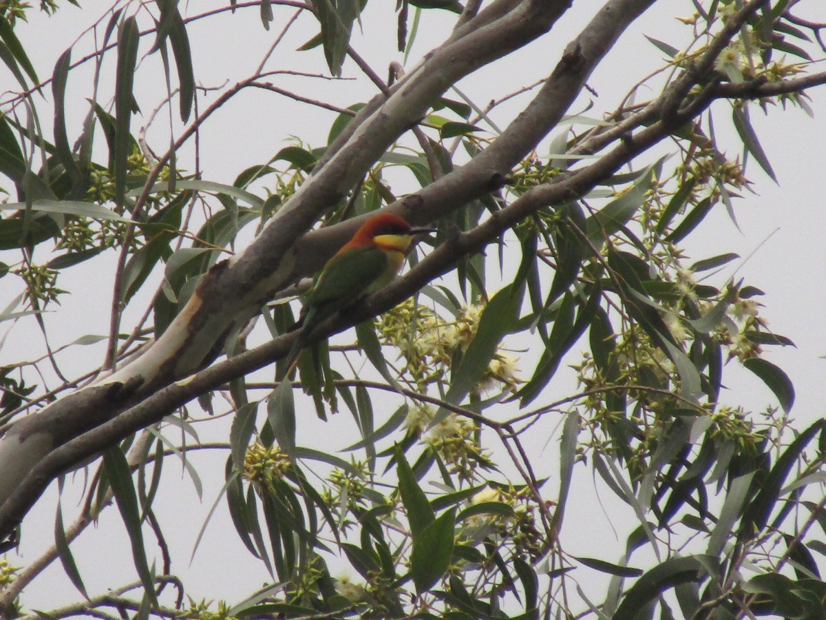 Chestnut-headed Bee-eater - Annapoorani E