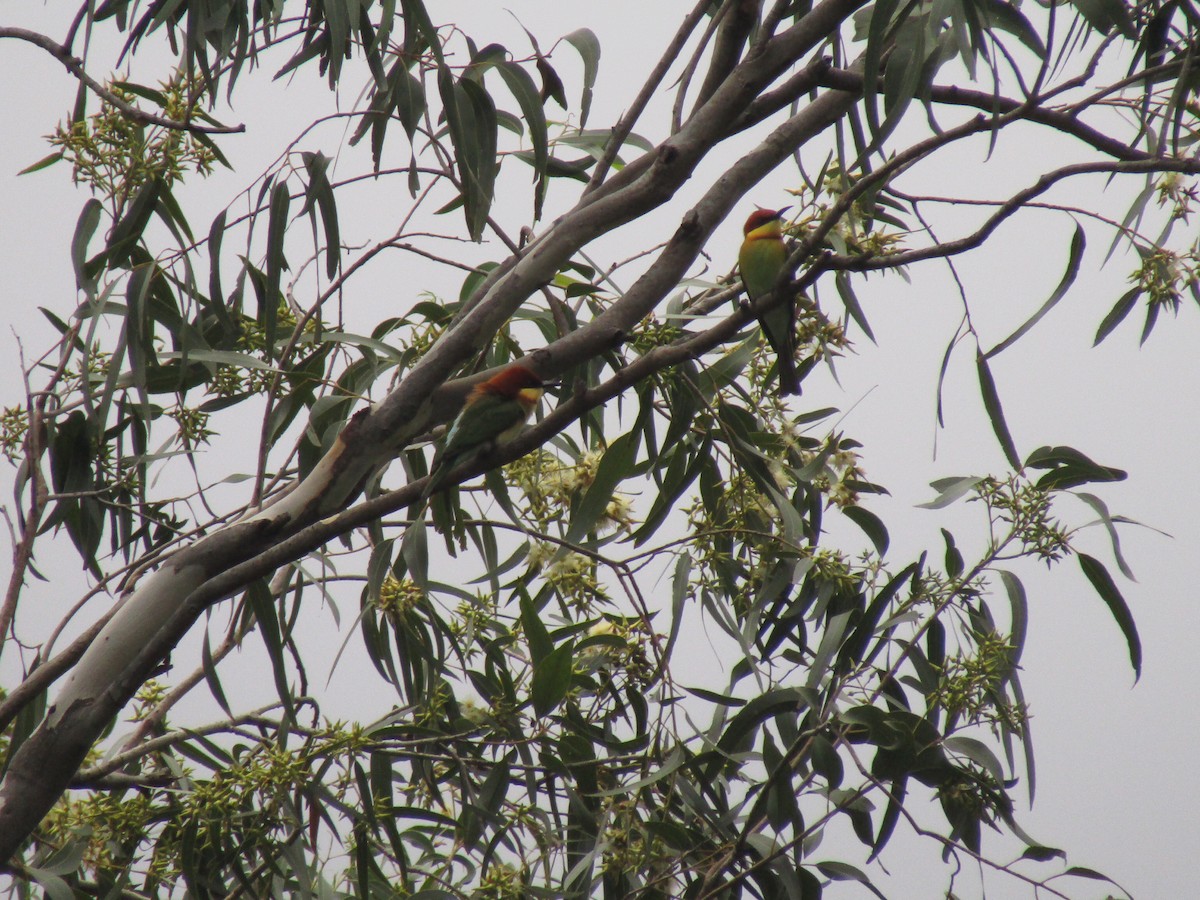 Chestnut-headed Bee-eater - Annapoorani E