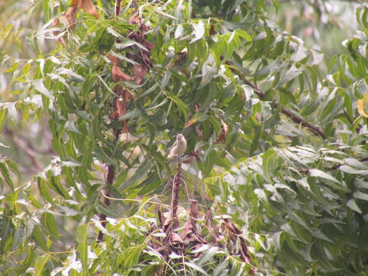 Pale-billed Flowerpecker - ML286545291