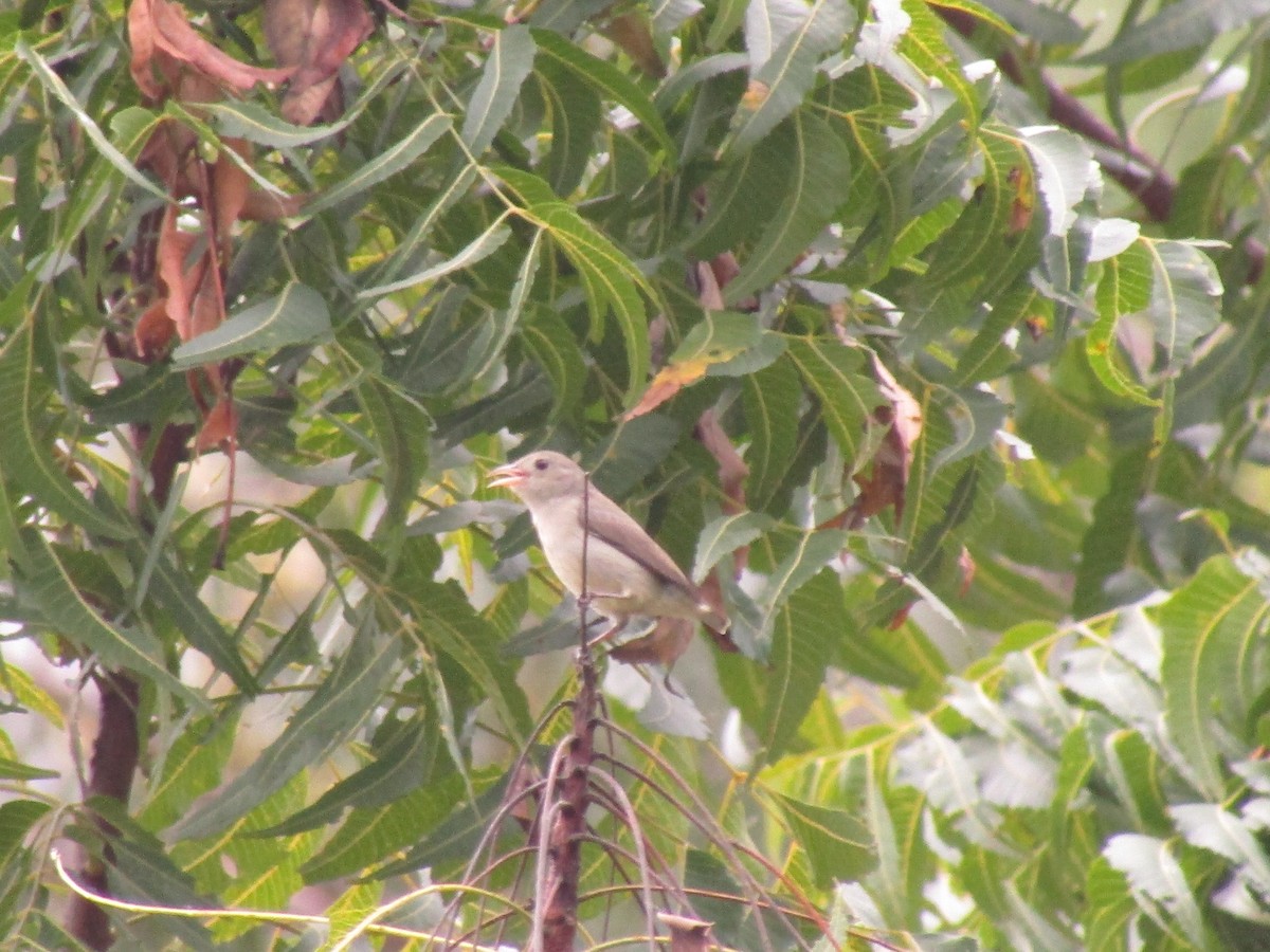 Pale-billed Flowerpecker - Annapoorani E