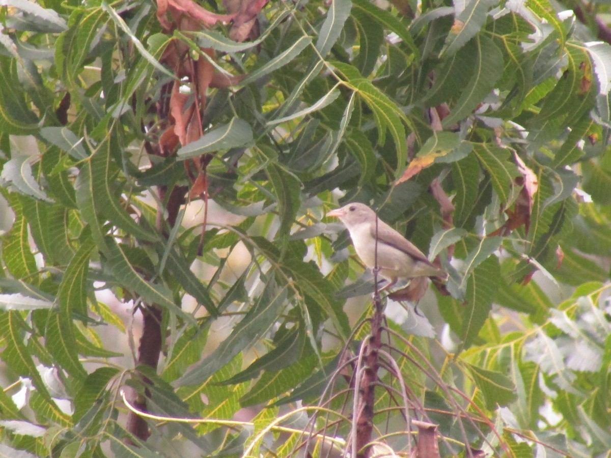 Pale-billed Flowerpecker - ML286545351