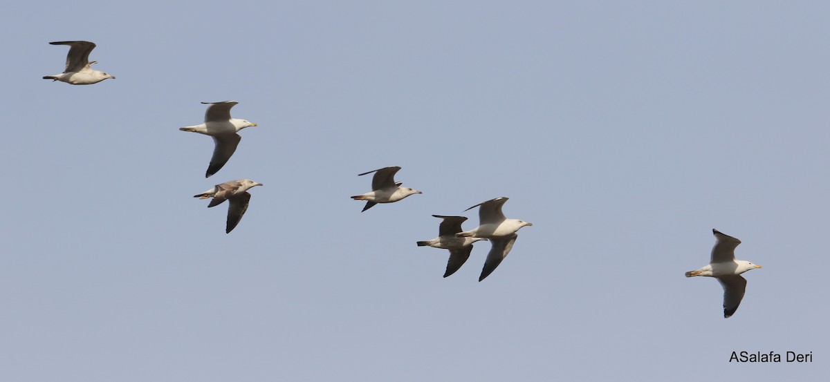 Yellow-legged Gull (michahellis) - Fanis Theofanopoulos (ASalafa Deri)