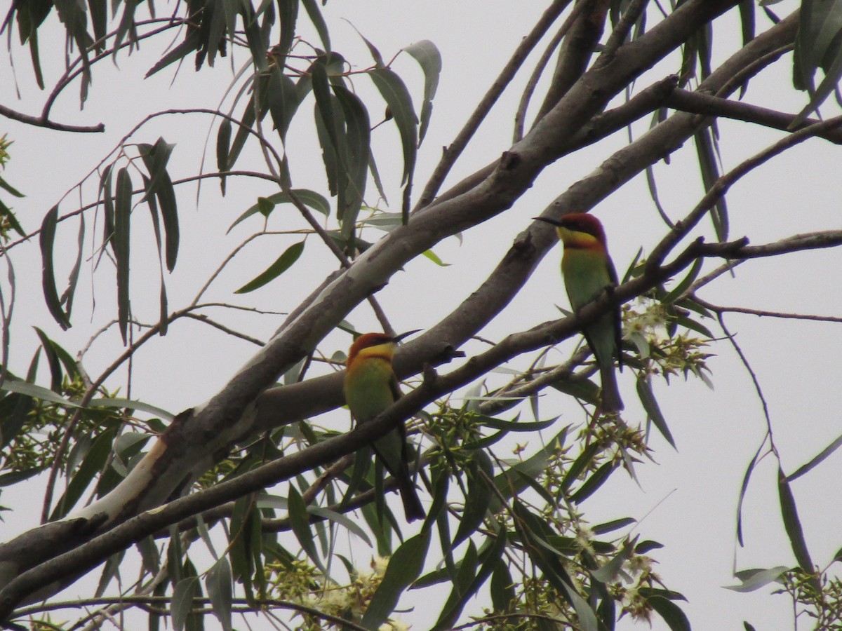 Chestnut-headed Bee-eater - ML286545501