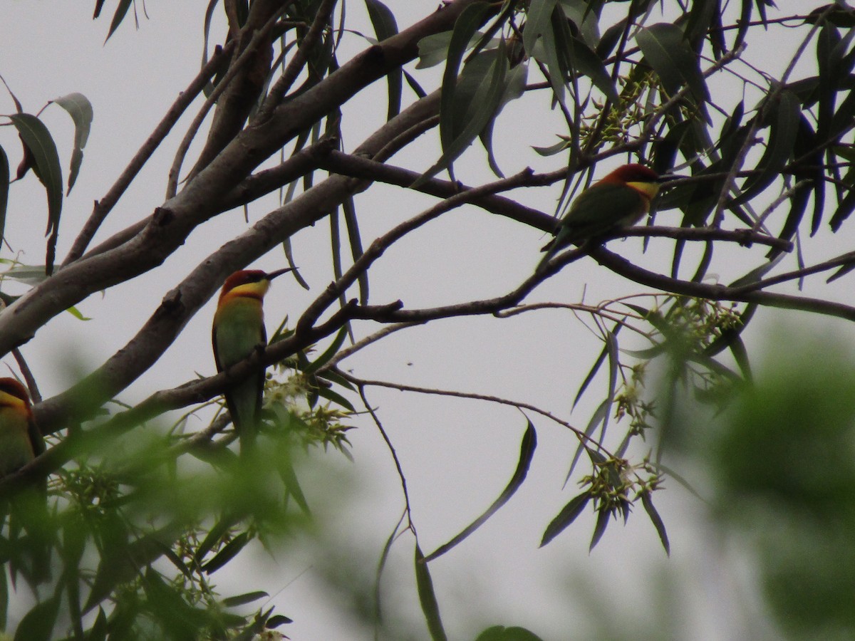 Chestnut-headed Bee-eater - Annapoorani E