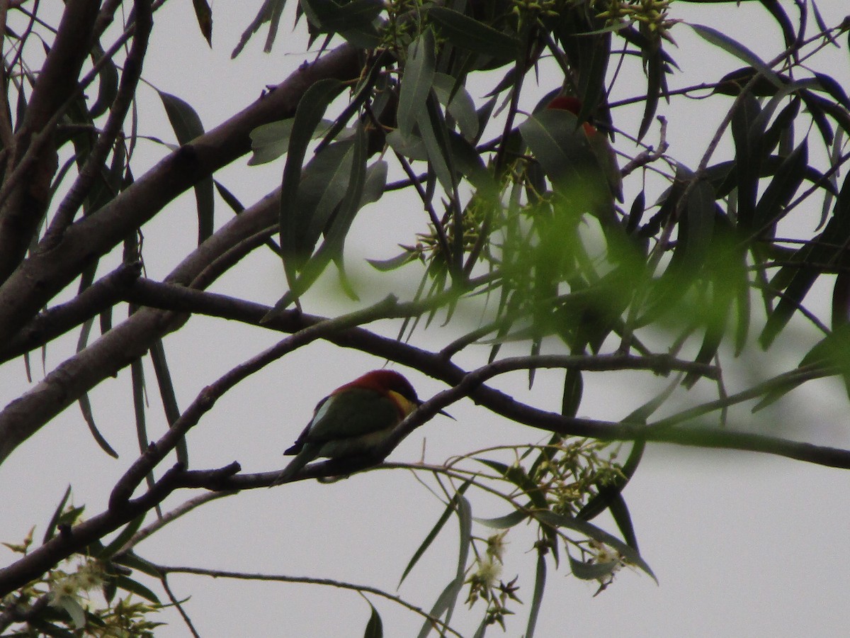 Chestnut-headed Bee-eater - ML286545561