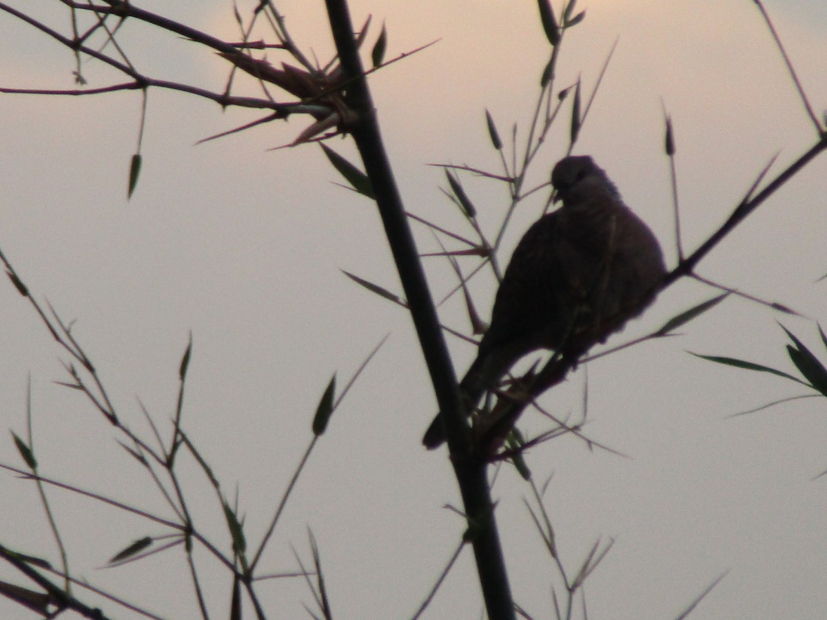 Spotted Dove - Annapoorani E