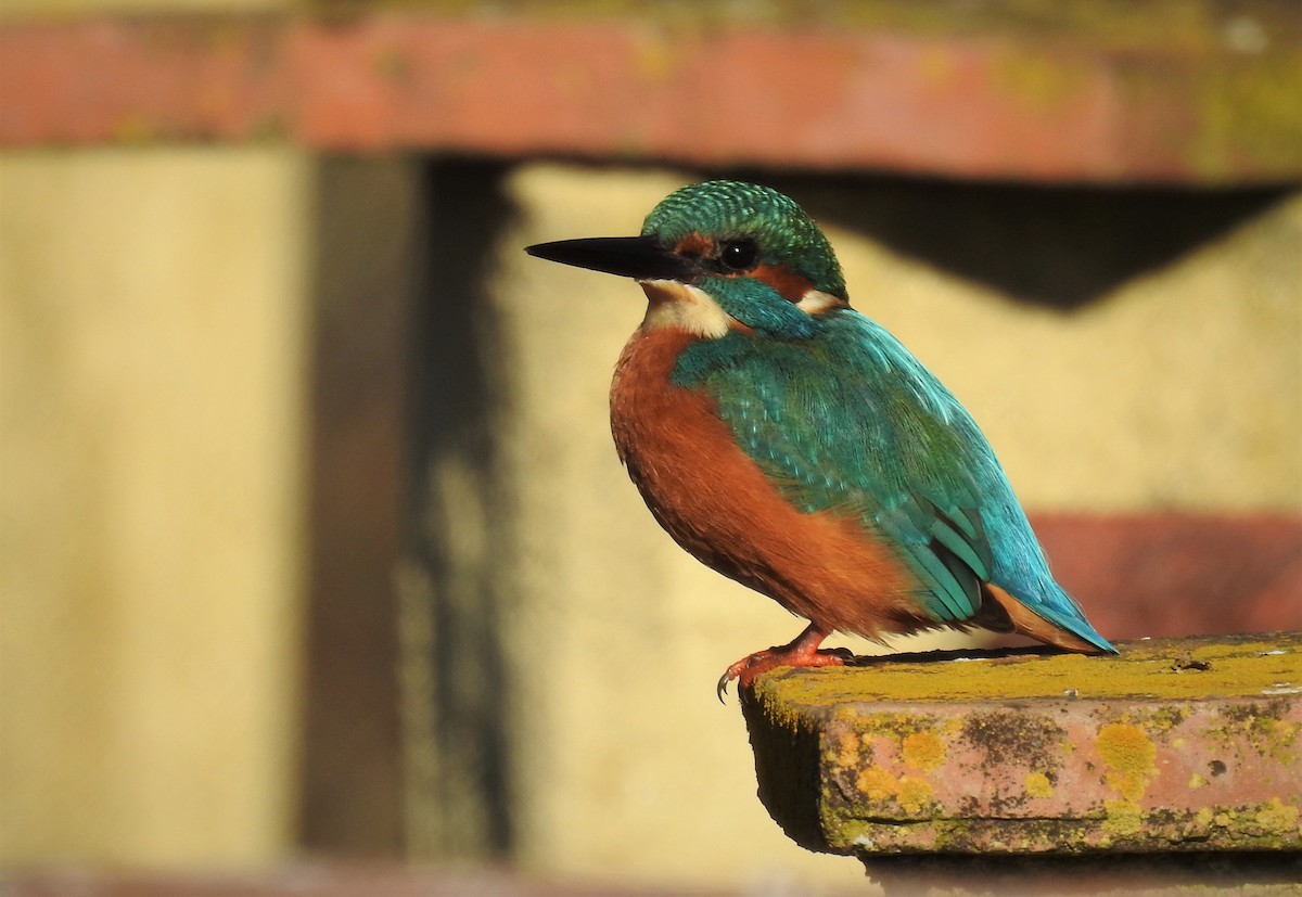 Common Kingfisher - Cesar Clemente