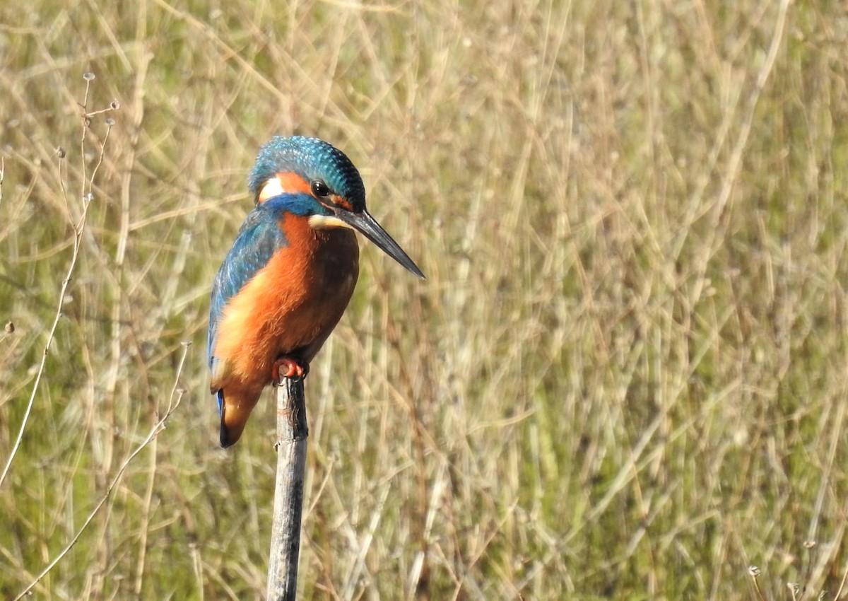 Common Kingfisher - Cesar Clemente