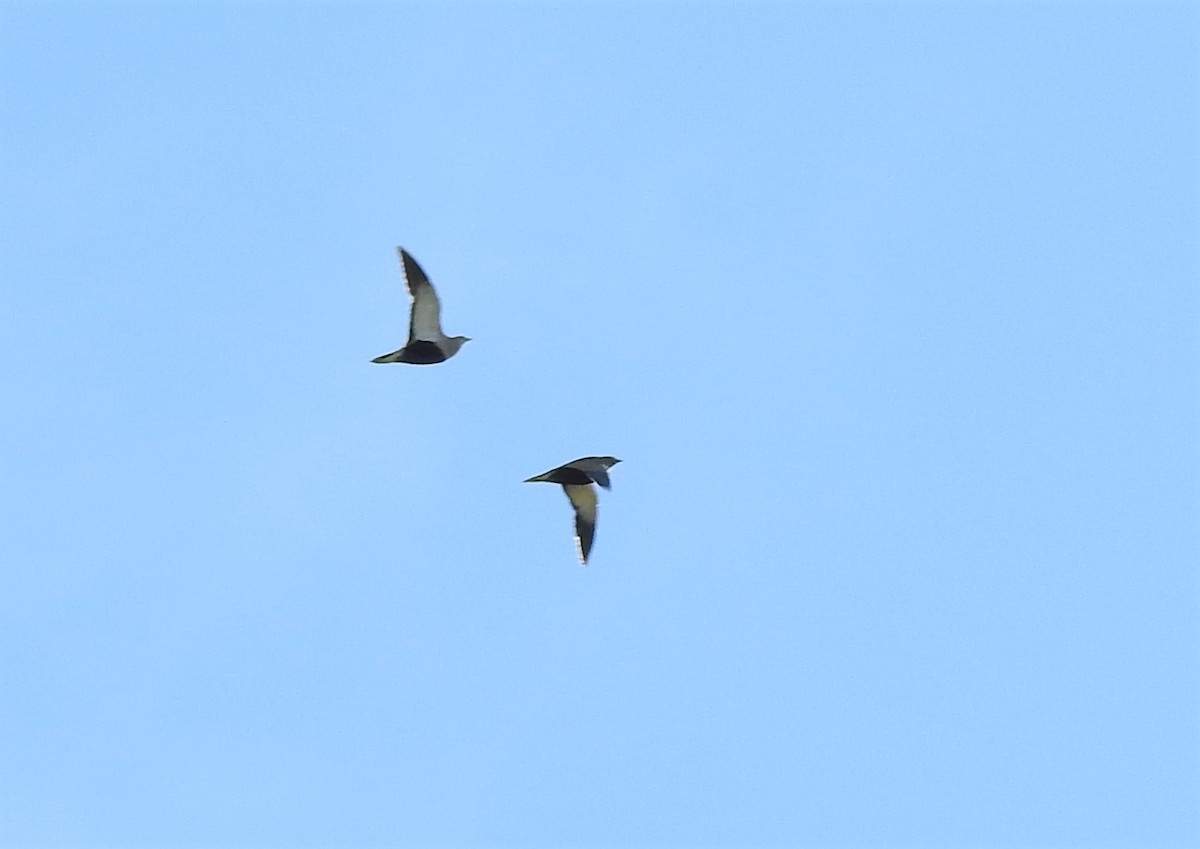 Black-bellied Sandgrouse - ML286547461