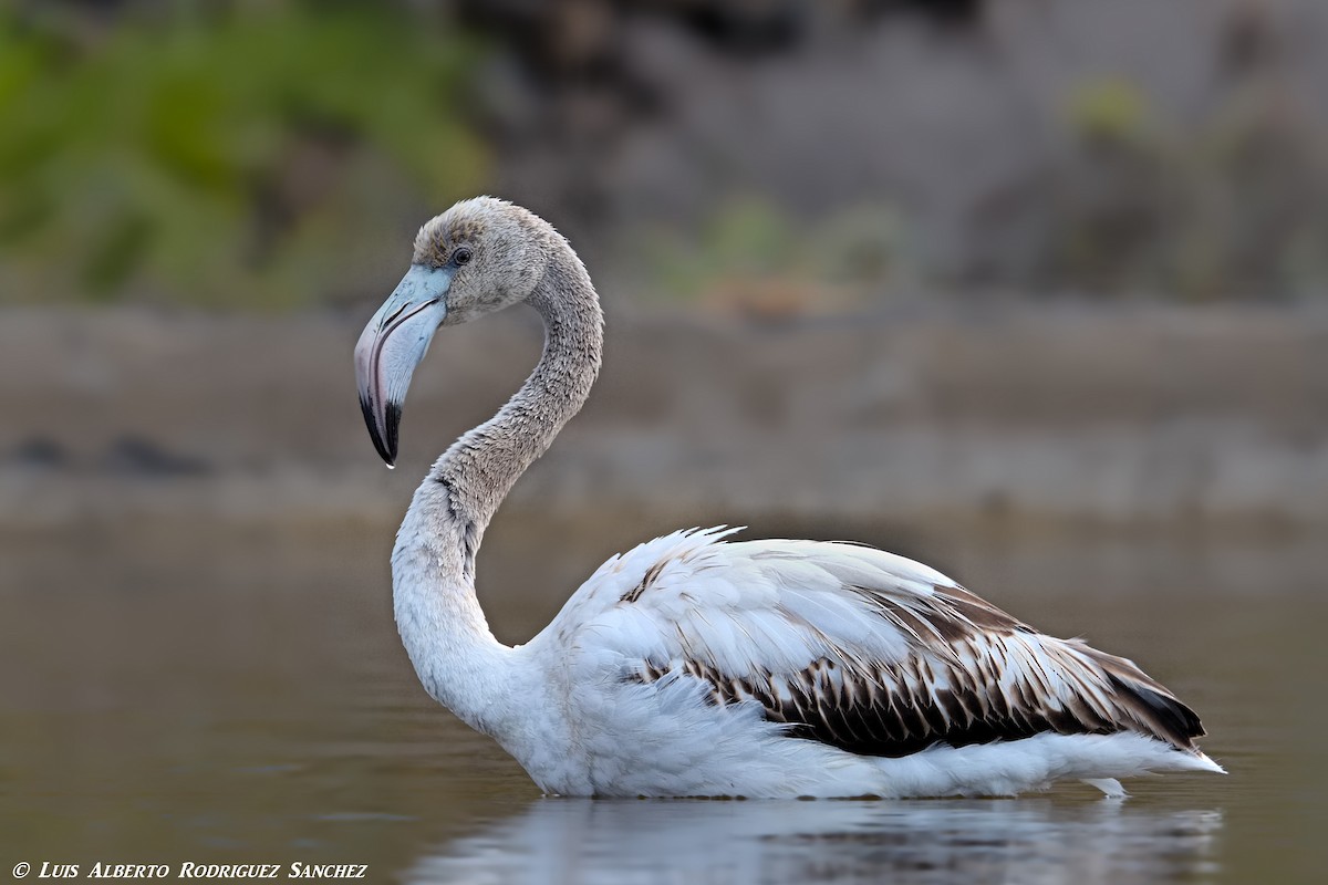 Greater Flamingo - Luis Alberto rodriguez sanchez