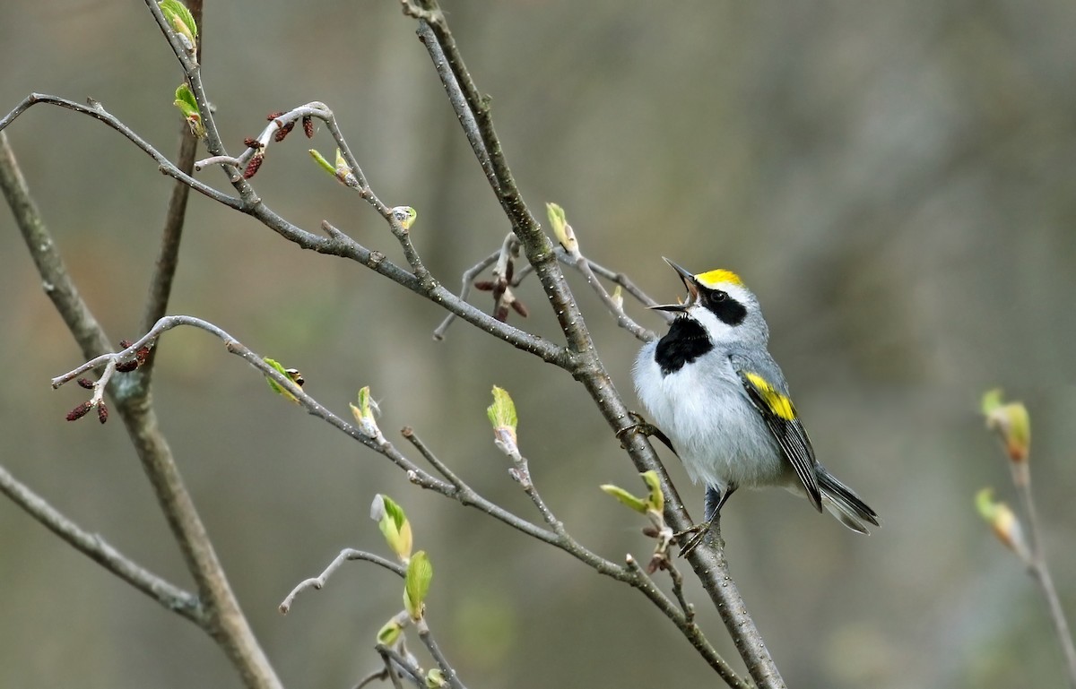 Golden-winged Warbler - Andrew Spencer