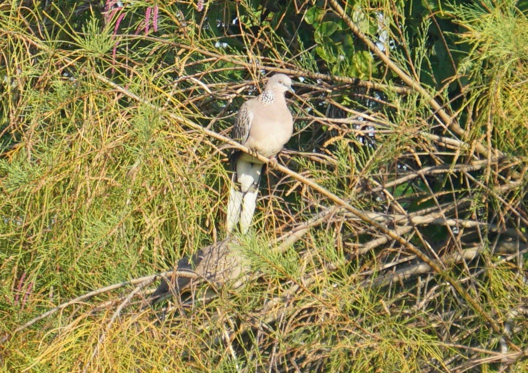 Spotted Dove - ML286549571