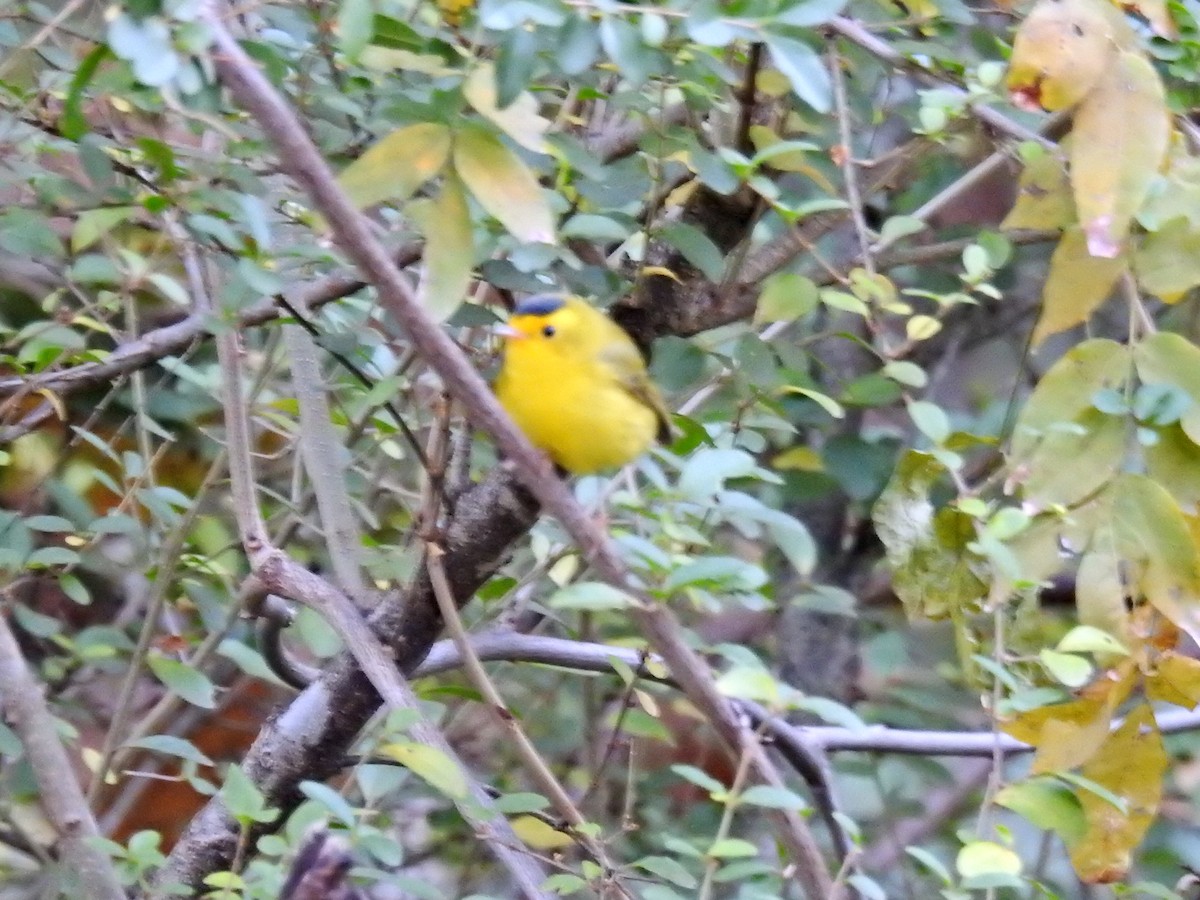 Wilson's Warbler - ML286552571