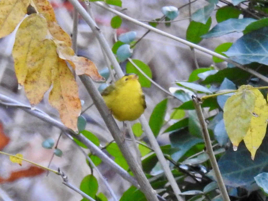 Wilson's Warbler - ML286552591