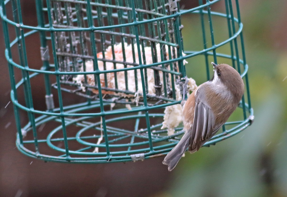 Boreal Chickadee - ML286552781