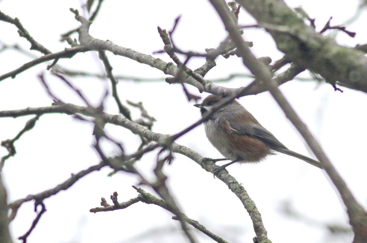 Boreal Chickadee - ML286552831