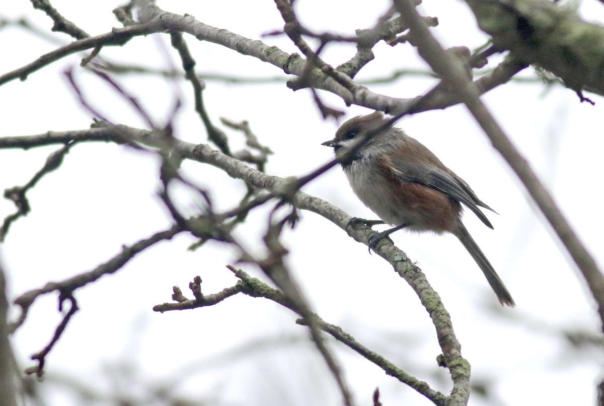 Boreal Chickadee - ML286552841