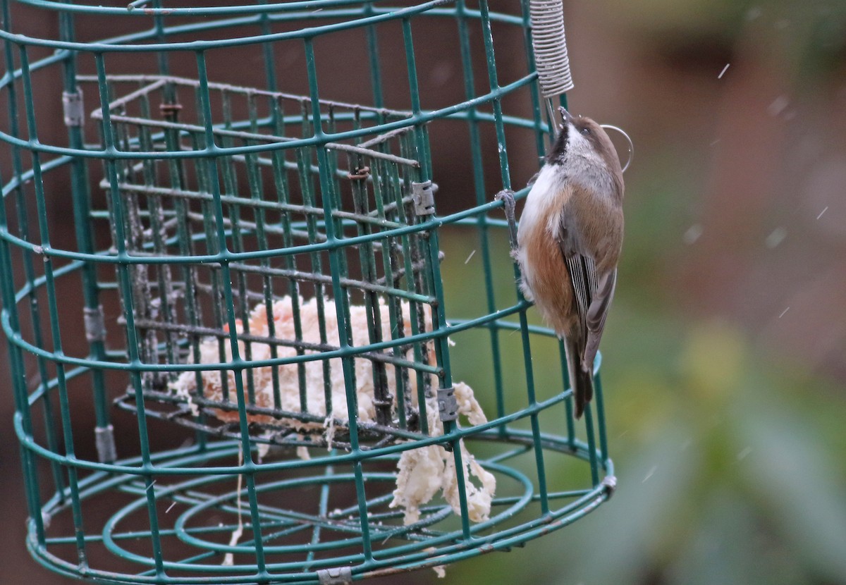 Boreal Chickadee - ML286552861