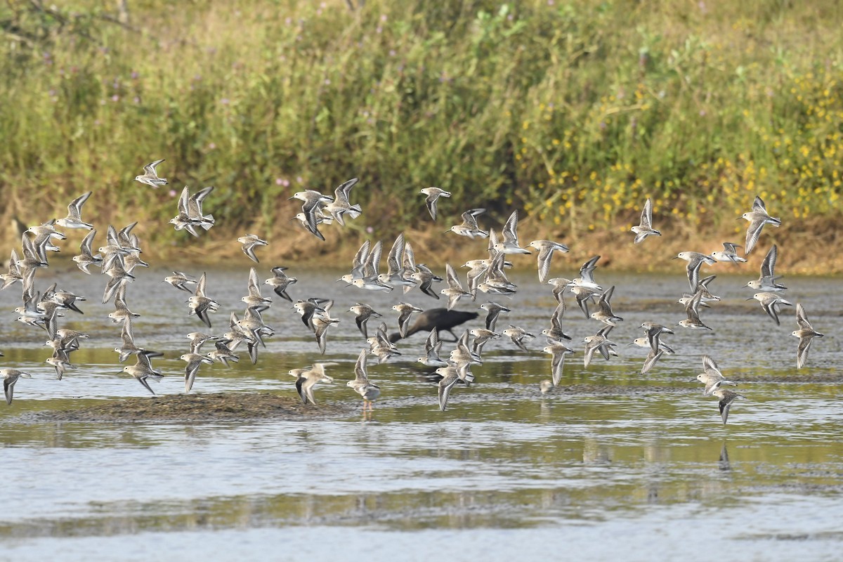 Little Stint - Subhadra Devi