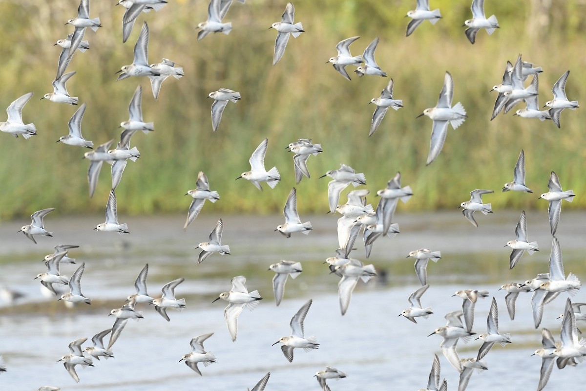 Little Stint - Subhadra Devi