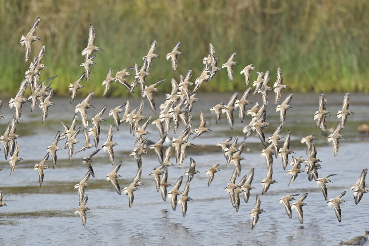 Little Stint - Subhadra Devi