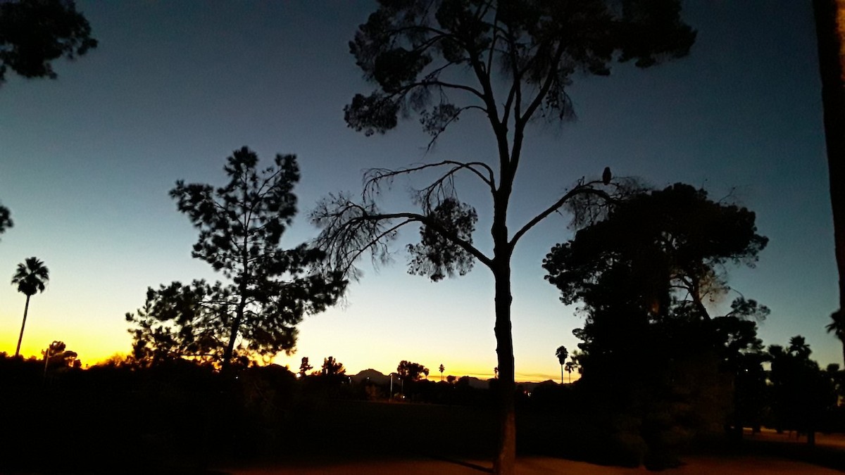 Great Horned Owl - ML286555411