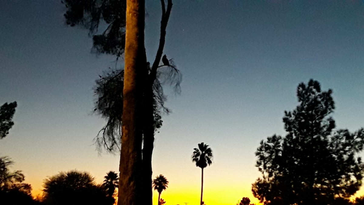 Great Horned Owl - ML286555431