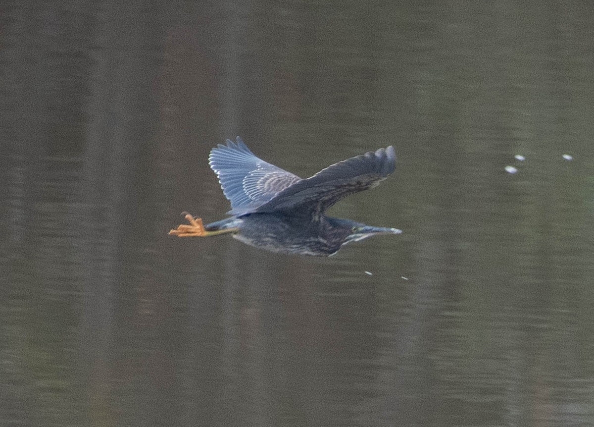 Green Heron - ML286556361