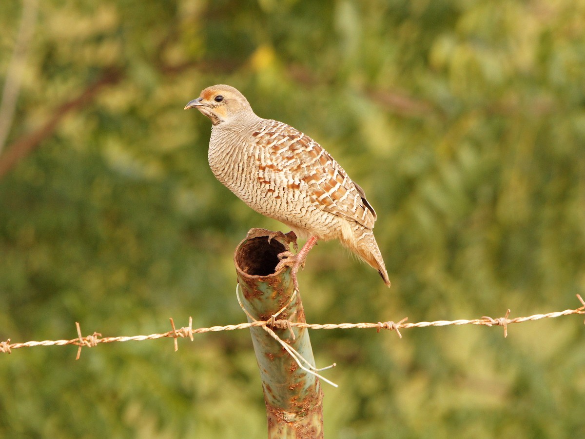 Gray Francolin - ML286557661