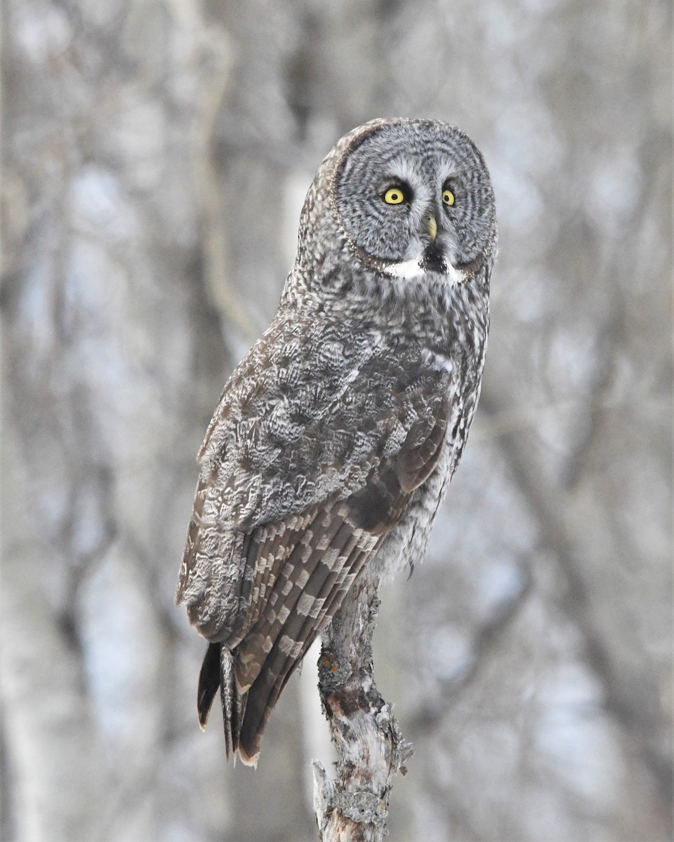 Great Gray Owl - ML286558131