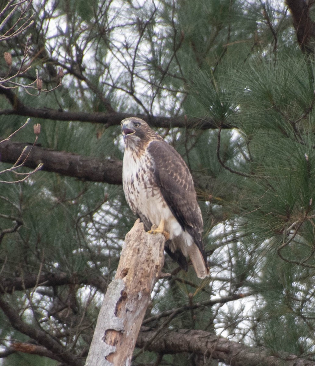 Red-tailed Hawk - ML286558491