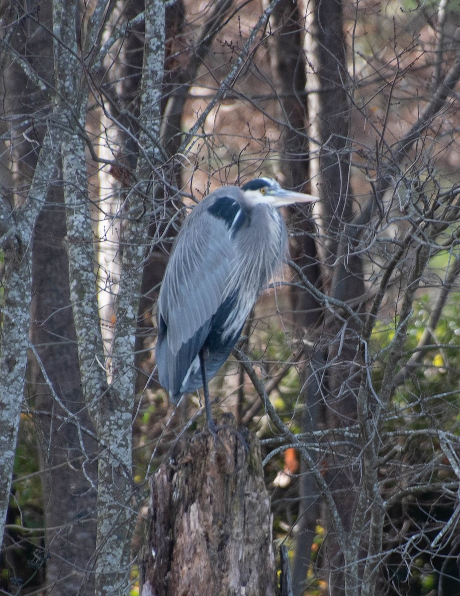 Great Blue Heron - ML286559251