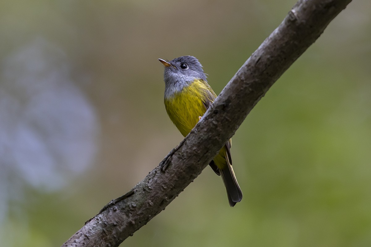 Gray-headed Canary-Flycatcher - ML286560571