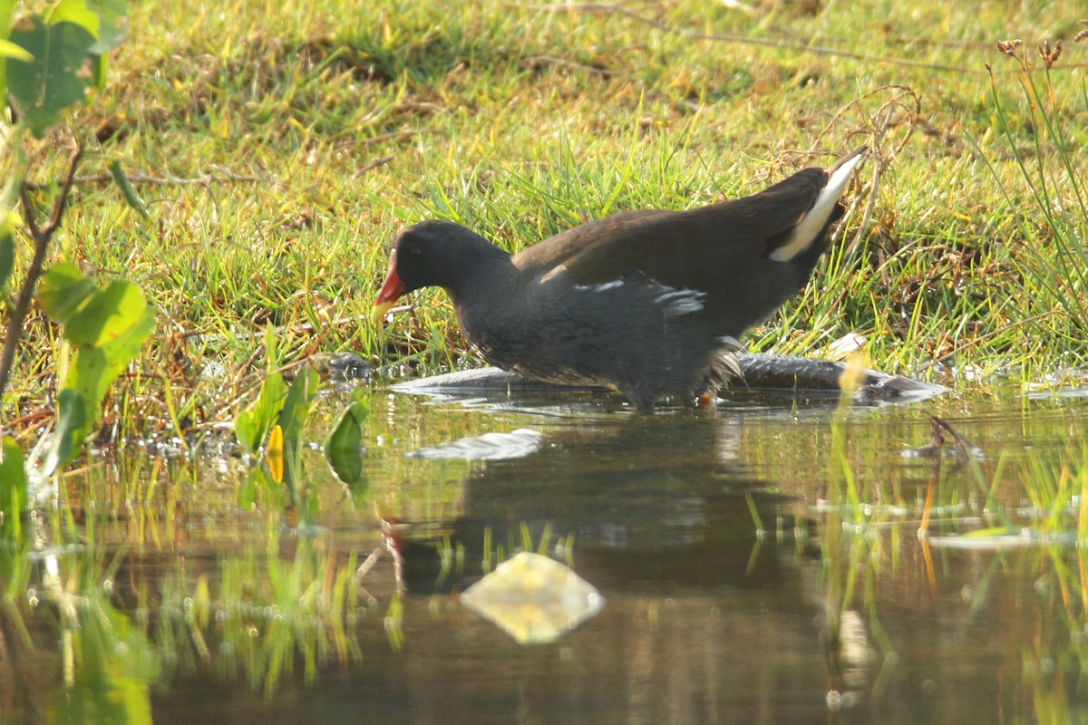 Eurasian Moorhen - ML286561091