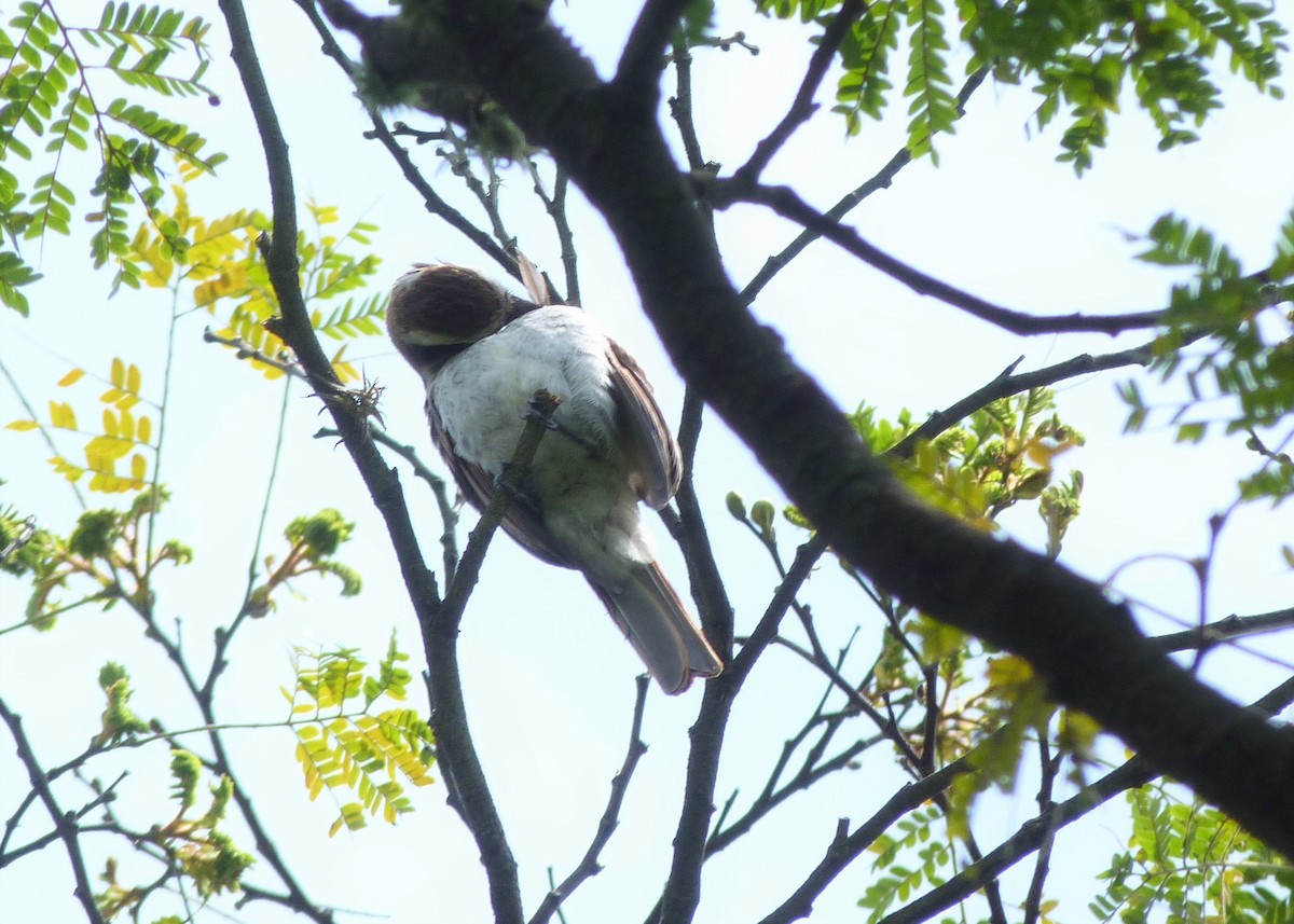 glennetyrann - ML286561121