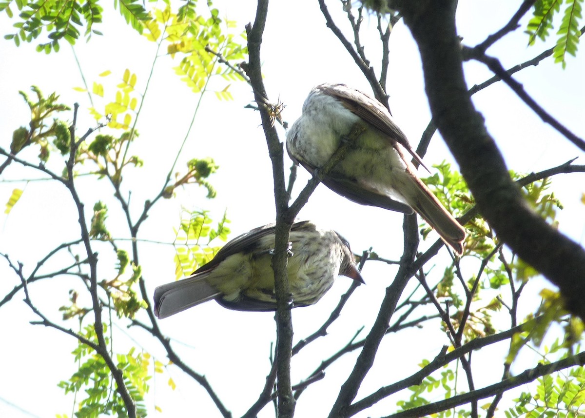 glennetyrann - ML286561131