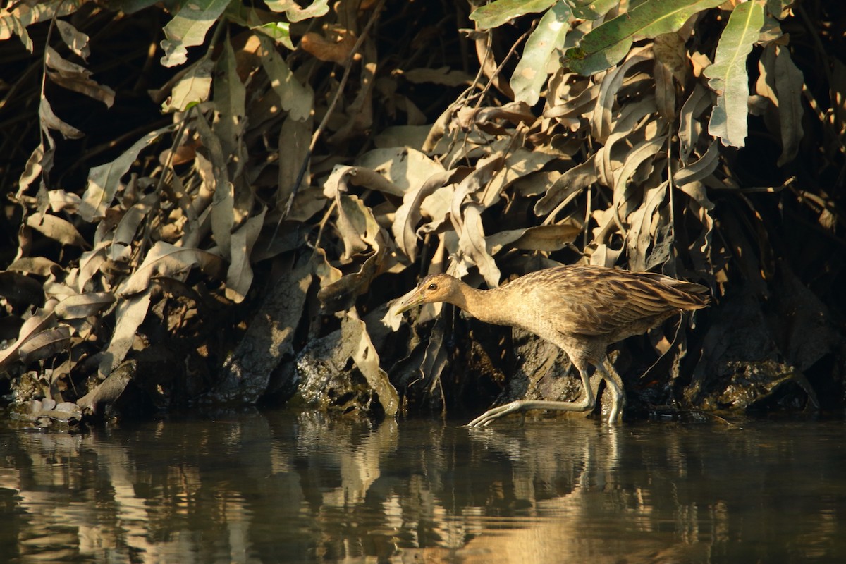 Watercock - Sabarish B